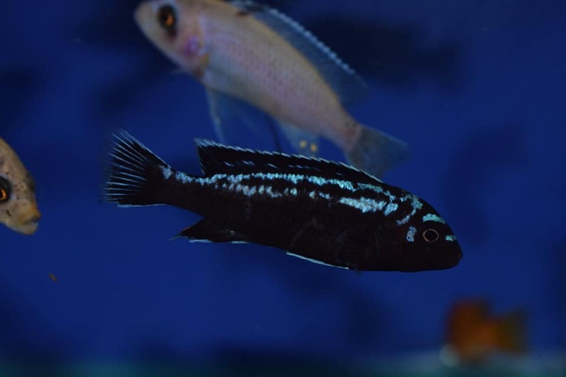Pseudotropheus interruptus 'Chiwi Rocks'